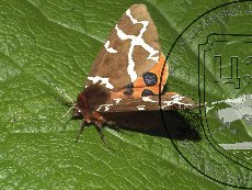 Медведица Кая 002